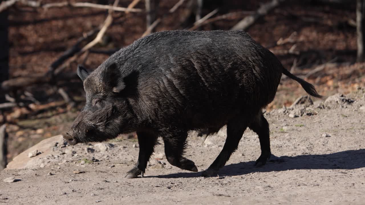 가을 숲을 배경으로 흙길을 걷고 있는 멧돼지