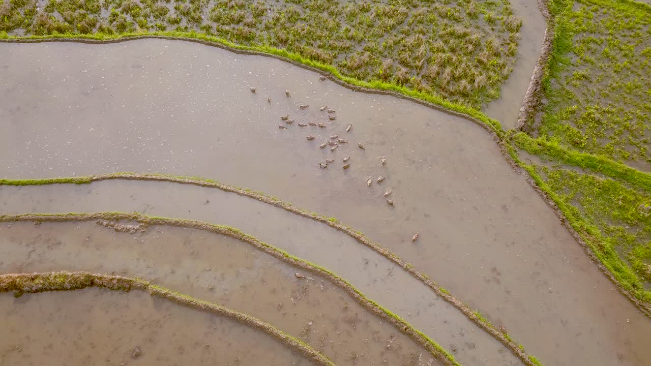 vuelo sobre el campo de arroz de tonoboyo, magelang, indonesia