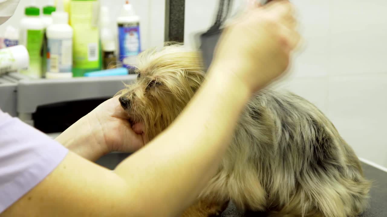 애완동물 미용실에서 개