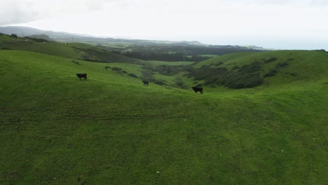 Black-Cows-Grazing-in-Lush-Green-Pasture-on-Azores-Hills,-São-Miguel