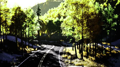 driving along a scenic forest road in the late afternoon light