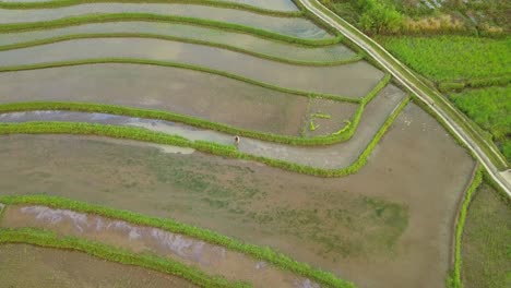 granjero que trabaja en un campo de arroz inundado en java central, indonesia durante la luz del sol - vista aérea superior