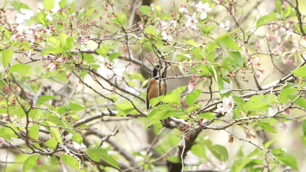 tit variado posado y luego despegado en ramas de árboles florecientes en el parque en saitama, japón