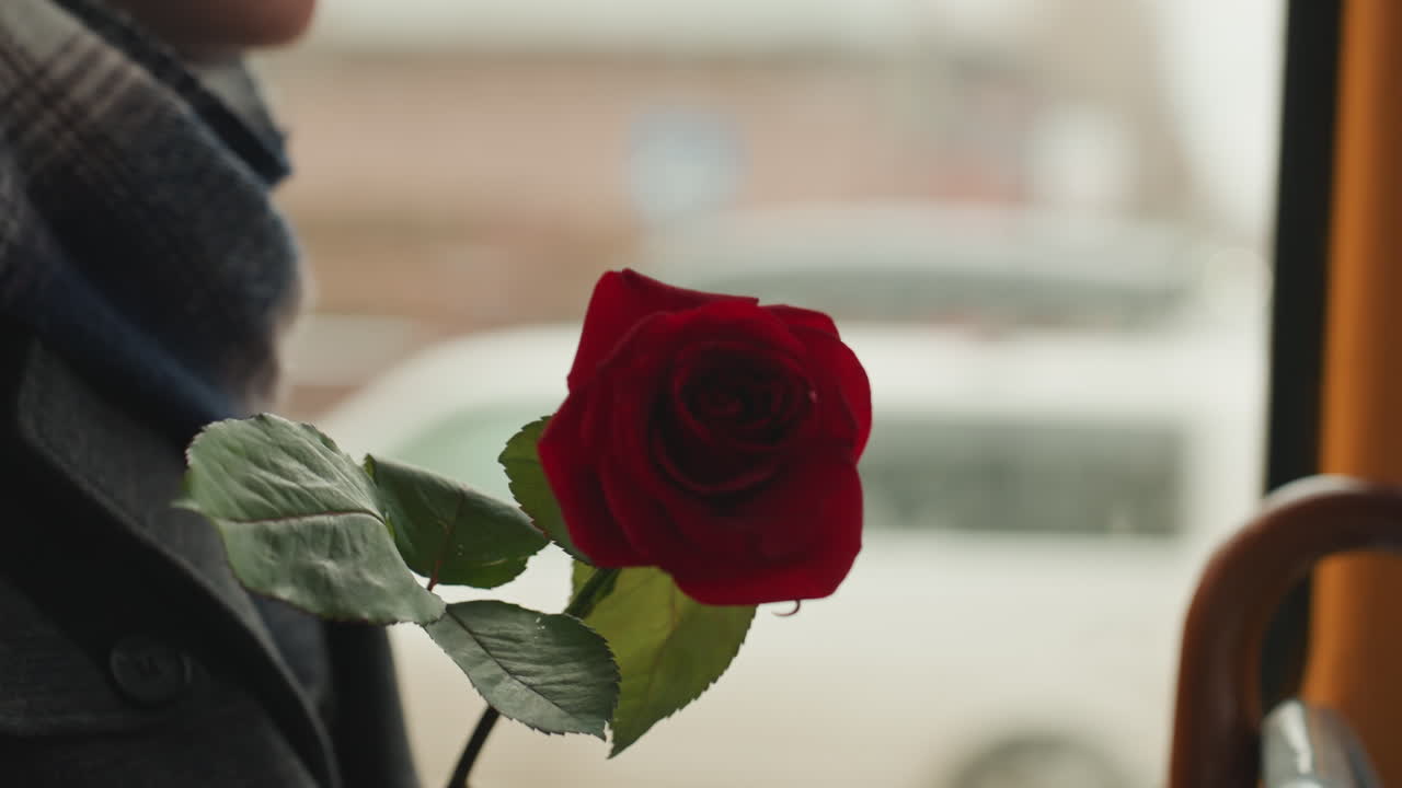 Gesto floral íntimo. Primer plano de rosa y creador en escena de viaje urbano con movimiento suave. Una escena íntima que muestra al creador con una rosa roja en medio del trayecto urbano y un suave desenfoque de fondo