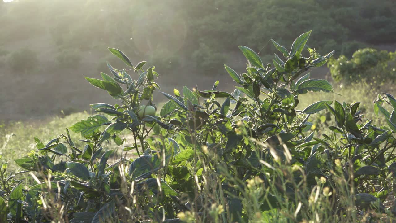 서머랜드 캘리포니아에 있는 지속 가능한 유기농 퍼머컬쳐 농장의 종묘장에 아름답게 등불이 켜진 채소 잎
