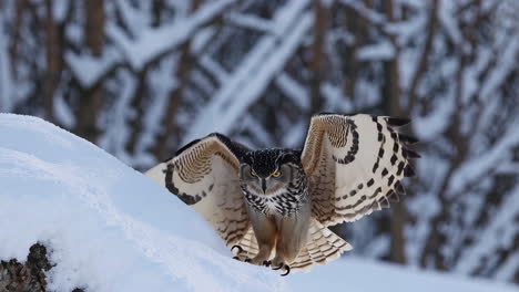 owl flying in a snowy winter landscape