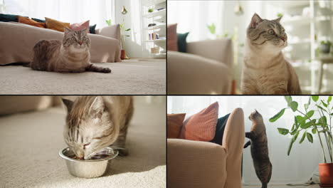 cats in a cozy living room