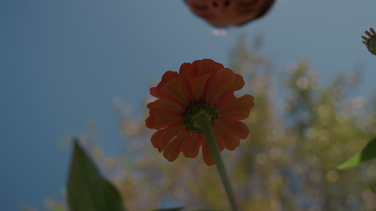 primo piano dal basso di una zinnia rossa, donna caucasica che inspira il profumo dei petali sotto il cielo azzurro, la calda luce del sole filtra tra le foglie, mano delicata vicino al viso, messa a fuoco ridotta che cattura i vivaci petali arancioni