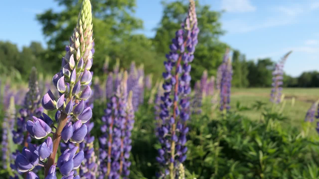 Purple lupinus flowers growing in meadow, wildflowers growing in field