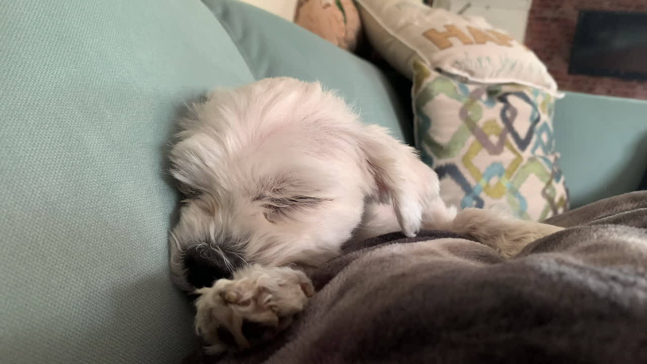 귀여운 아늑한 소파에 누워 사랑스러운 강아지 흰 머리 몰타 개 닫습니다