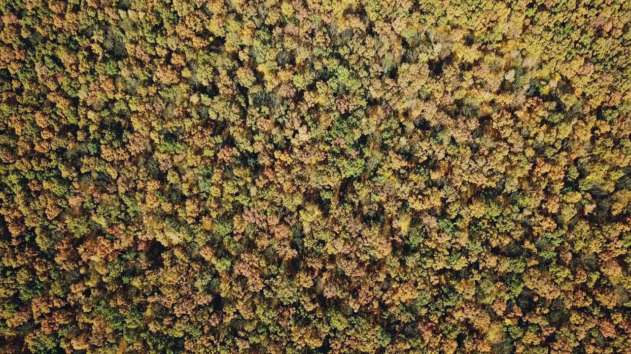 Slow motion camera of the beautiful landscape of autumn natural background. Thick forest with trees of different colors in a daytime. Aerial view.