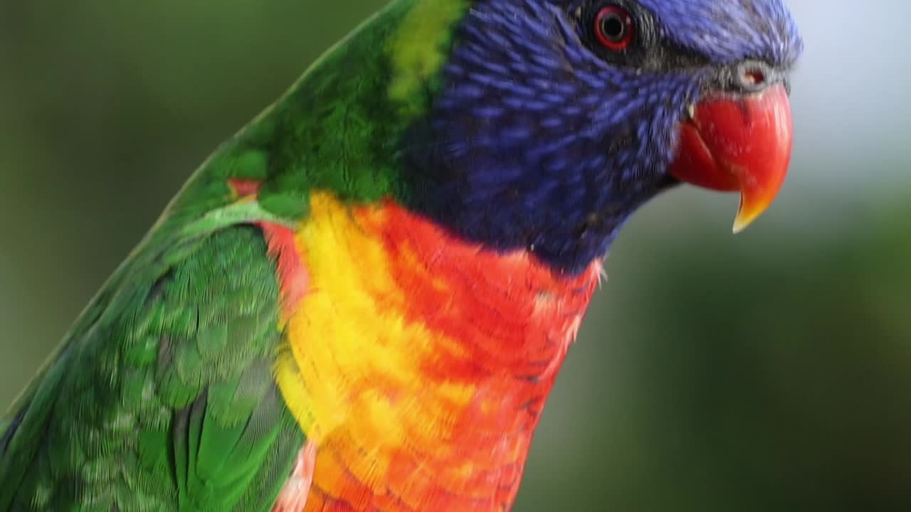 A vibrant parrot displays its colorful plumage and curious expression in a series of close-up shots.
