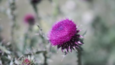 purple thistle with bee