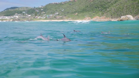 Delfine-Schwimmen-Im-Indischen-Ozean,-Springen-Aus-Dem-Wasser-Und-Spielen-In-Zeitlupe