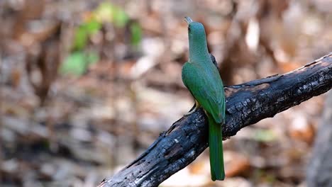 the blue-bearded bee-eater is found in the malayan peninsula including thailand at particular forest clearings