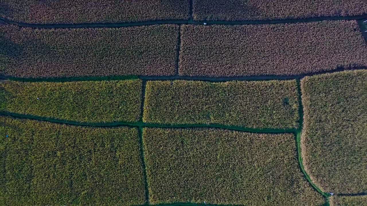 vista aérea de los arrozales
