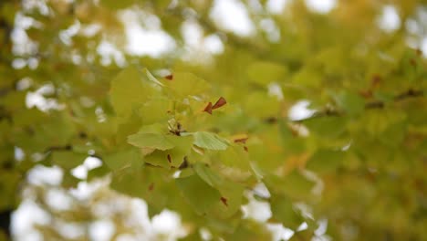 Low-angle-view,-up-to-leaves-on-autumn-golden-ginkgo-trees-at-the-height-of-autumn-color