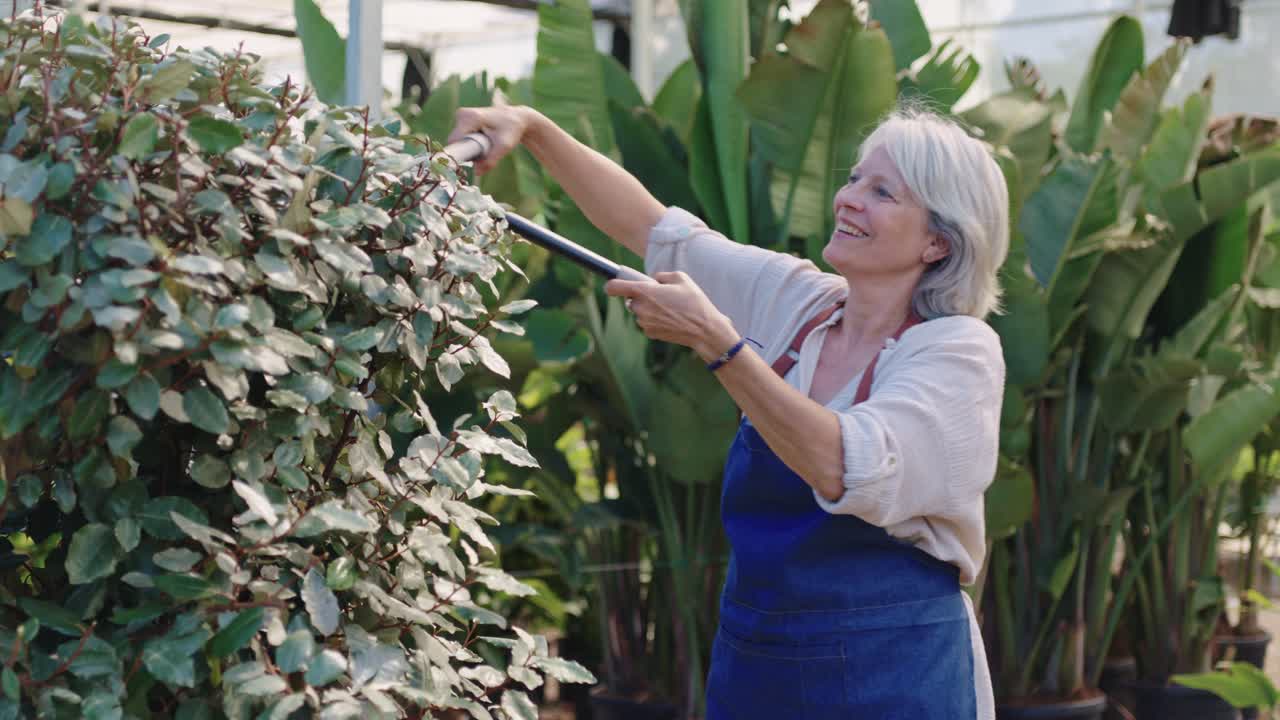Woman gardening and pruning in greenhouse
