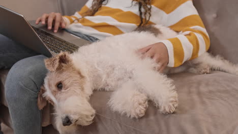 relaxed dog lying near unrecognizable owner