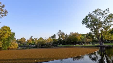 a serene pond surrounded by lush greenery