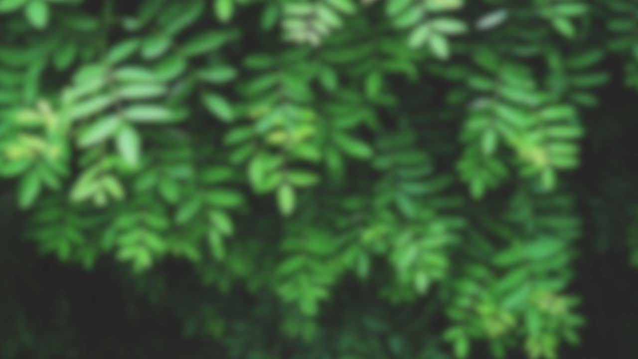 selva naturaleza fondo borroso verde flores bosque selva tropical desenfoque bokeh 4k fondos youtube