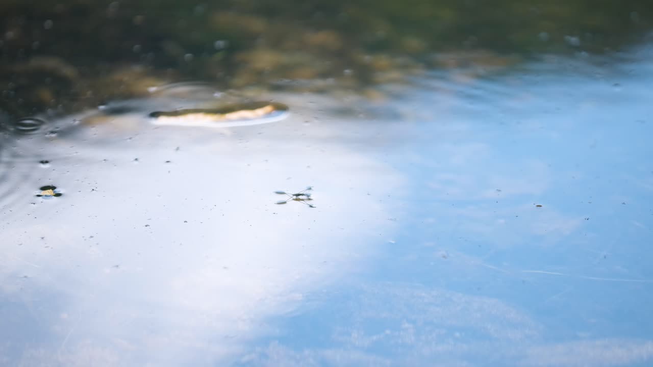 スローモーションで自然の湖や川で泳ぐ水蜘蛛,ゲリス,ヘミプテラ,水虫