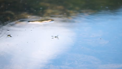 Wasserspinne,-Gerris,-Hemiptera,-Wasserwanze,-Die-In-Zeitlupe-In-Einem-Natürlichen-See-Oder-Fluss-Schwimmt