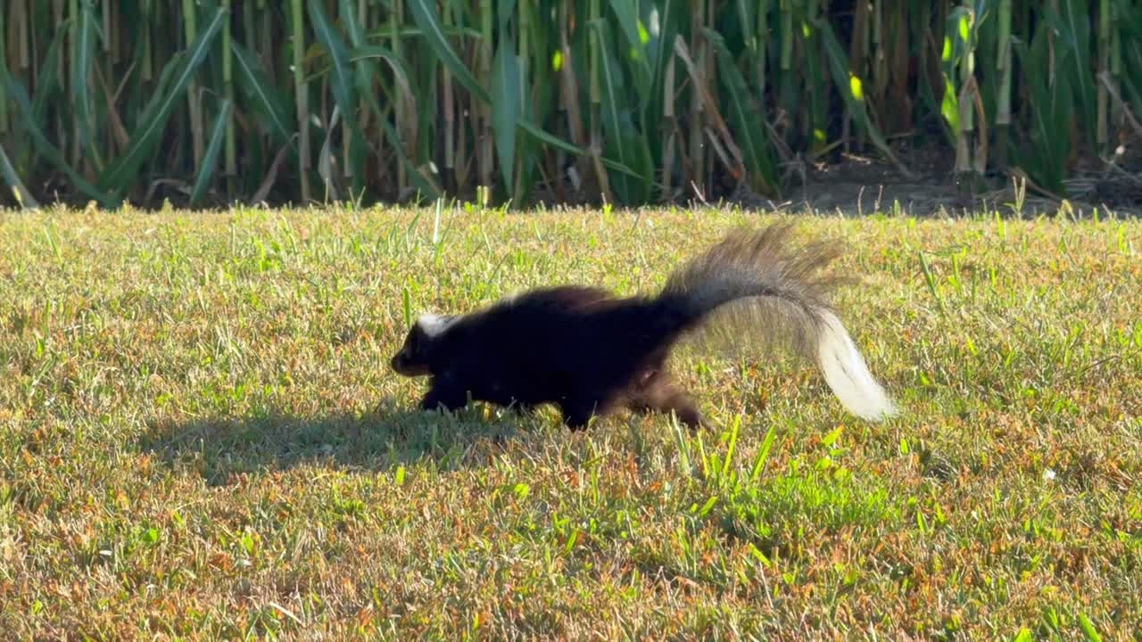 A skunk running across a lawn in the bright morning sunlight