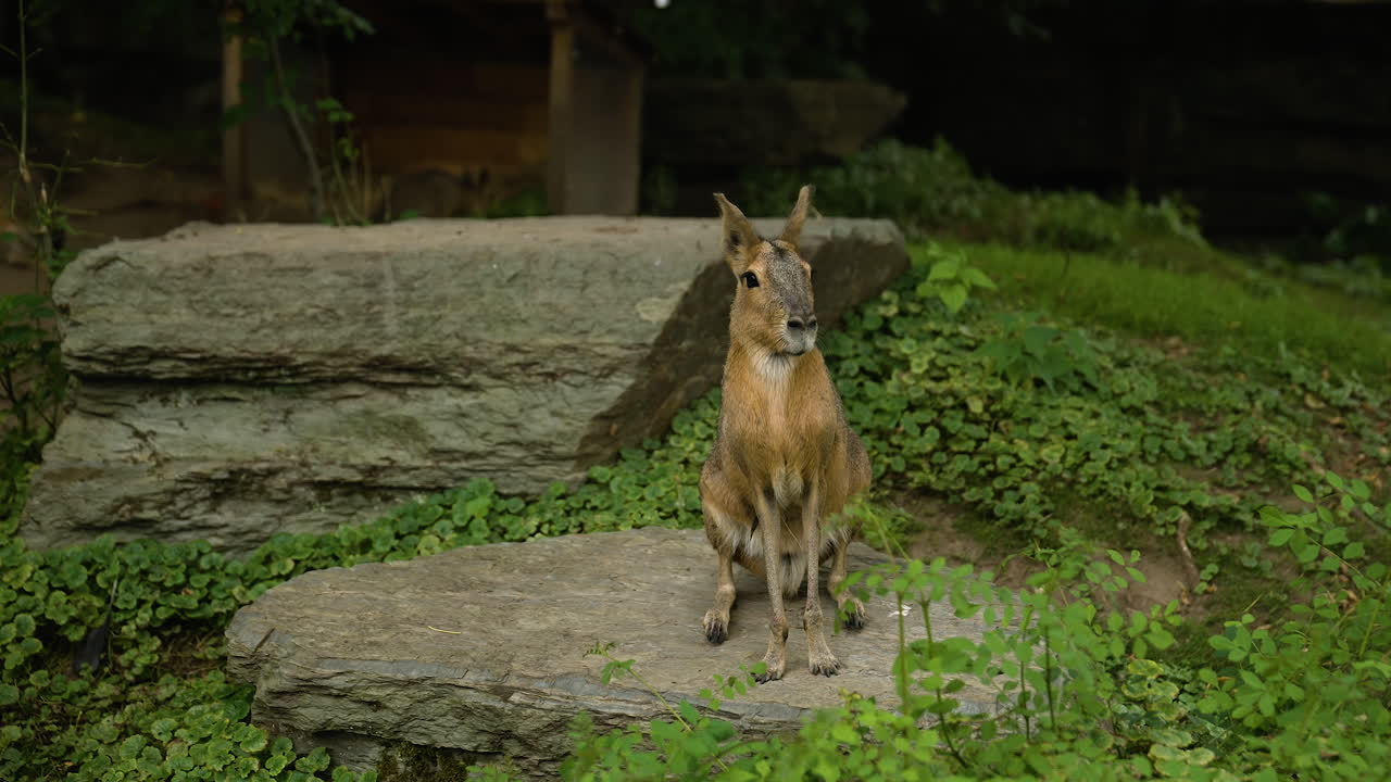 mara patagónica adulta sentada en silencio en una roca dentro de un zoológico