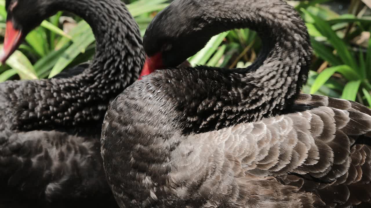 Black Swans Preening