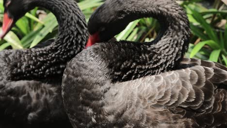black swans preening