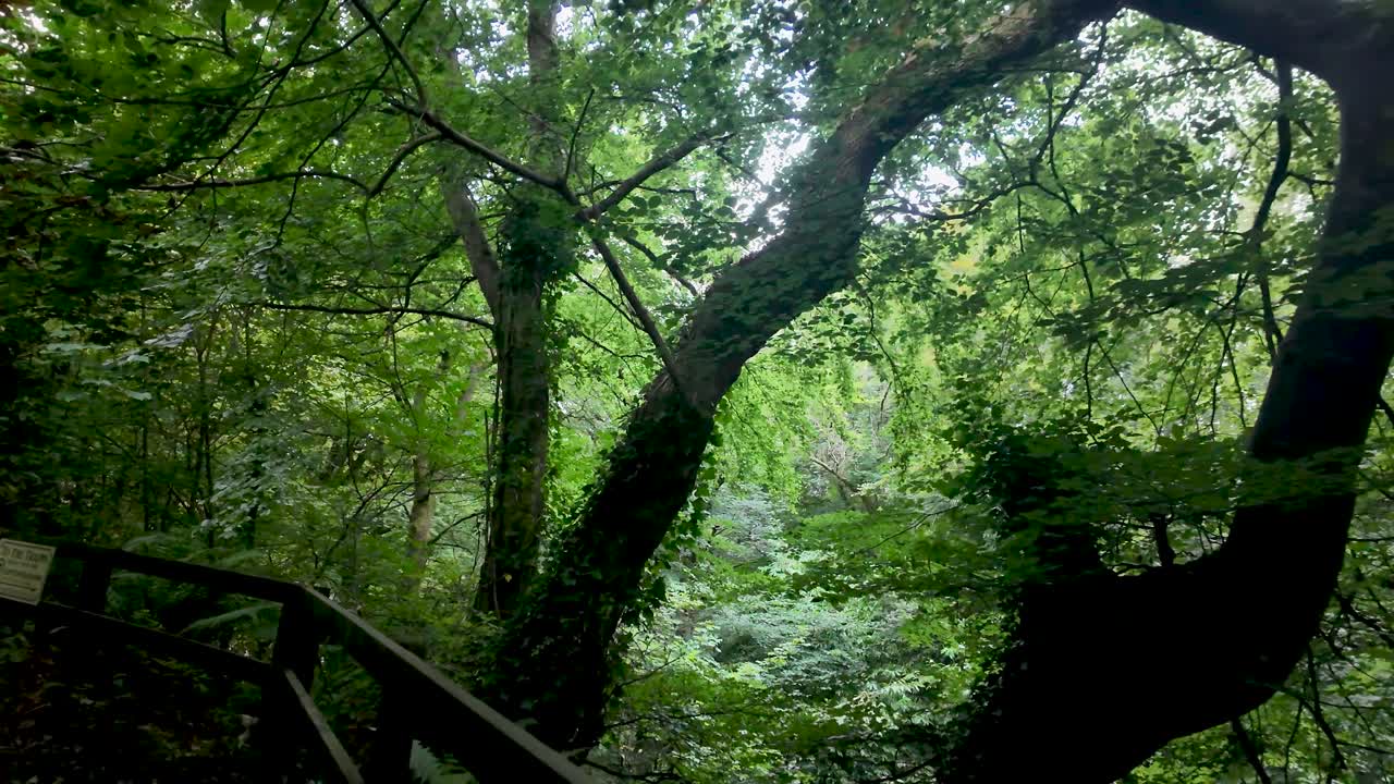 A serene wooden walkway winds through lush green trees in Groudle Glen
