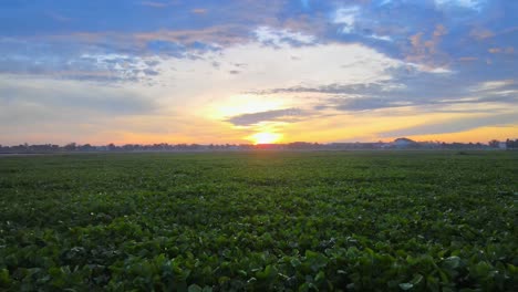 Paisaje-De-Un-Amanecer-En-Campos-De-Tierras-De-Cultivo-En-Tailandia