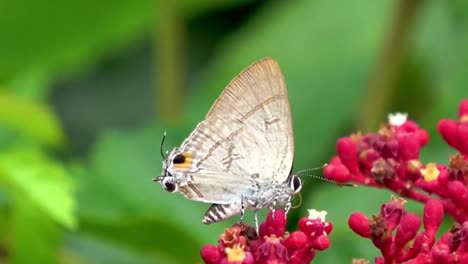 Mariposa-Y-Flores-Mariposa-Azul-Guisante-Endémica-En-Sri-Lanka-Sentada-En-Una-Flor-Flores-Y-Mariposas-Rojas-Del-Sur-De-Asia