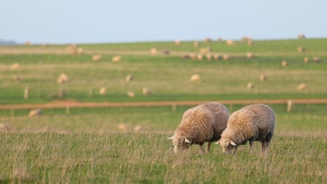 two sheep grazing in a green field