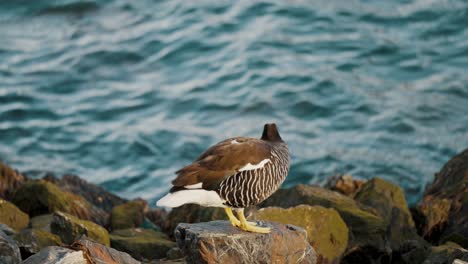 kelp goose on the rock shore of ushuaia in the tierra del fuego national park, argentina