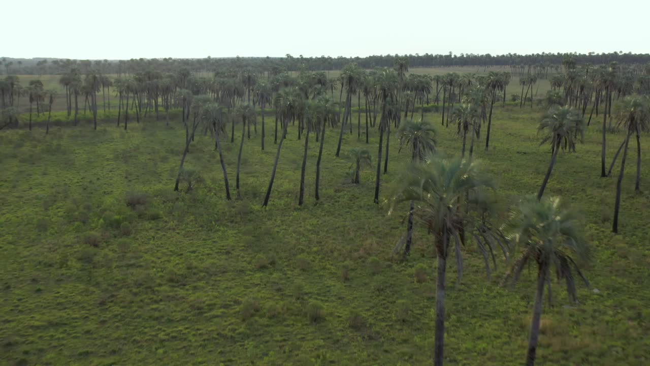 Aerial over Palm Grove, Argentina