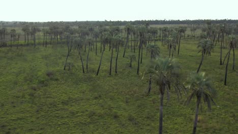 Aerial-over-Palm-Grove,-Argentina