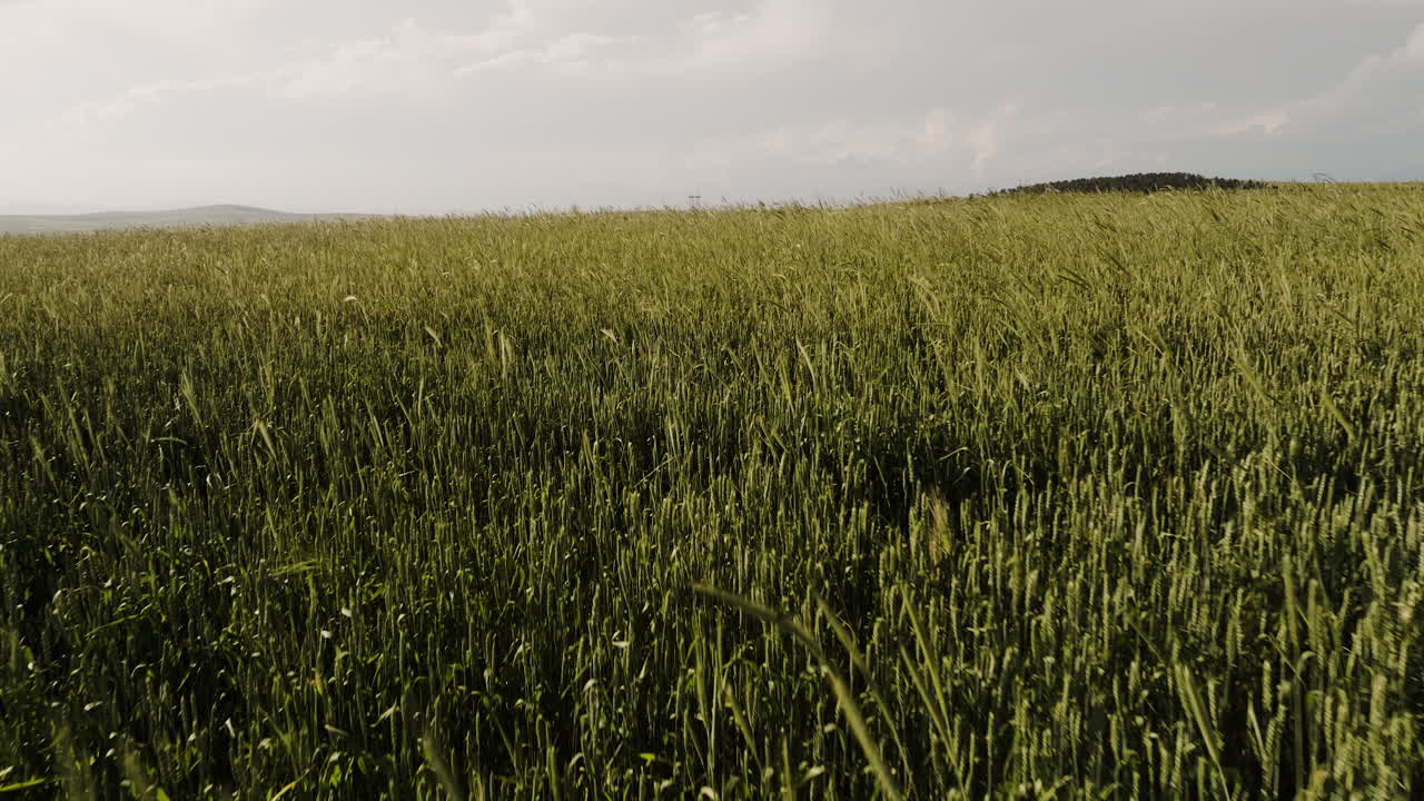 Steli di grano mossi da una leggera brezza estiva sotto il sole pomeridiano.