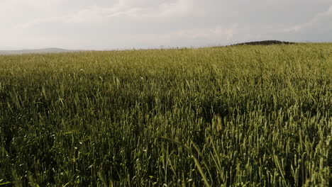 tallos de campo de trigo soplados por una suave brisa de verano en el sol de la tarde
