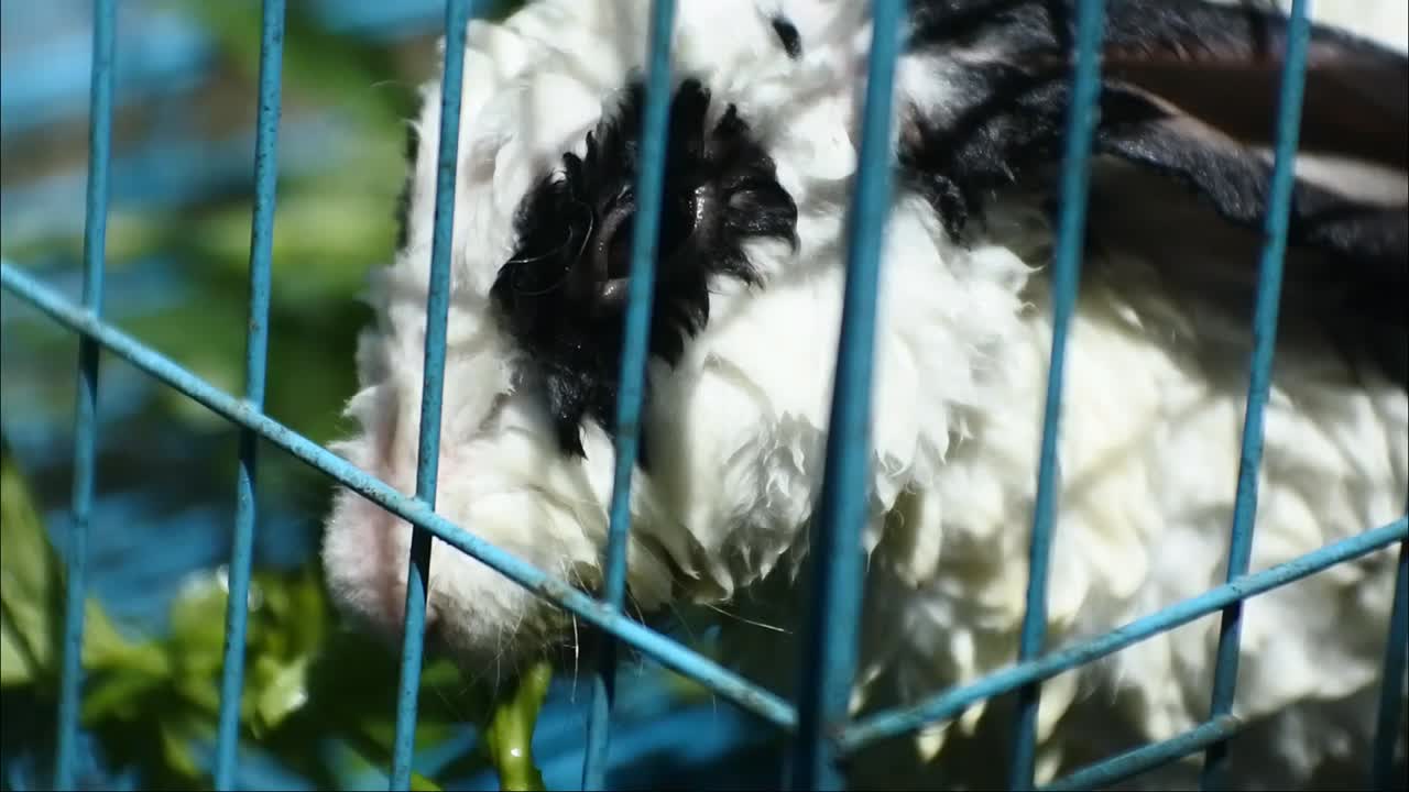 Rabbit eating green vegetables in a blue cage, focus on the bars of the iron cage