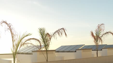 Stable-shot,-solar-panels-capture-sunlight-on-rooftop,-subtropical-climate