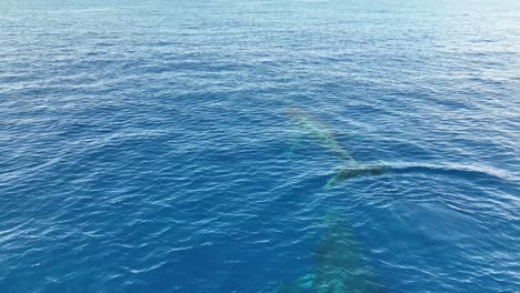 Ballena-Jorobada-Lanzando-Arcoiris