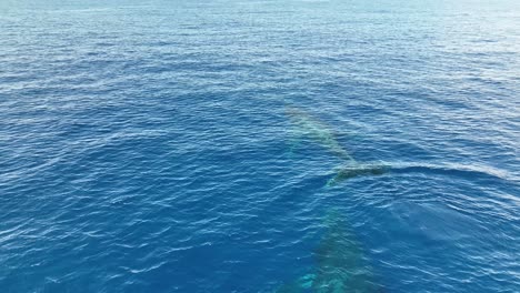 ballena jorobada lanzando arcoiris