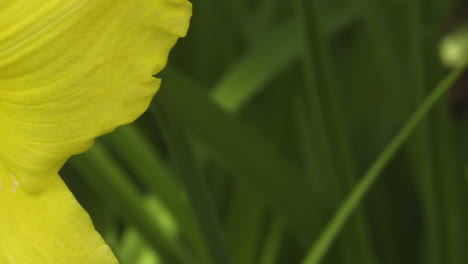 Yellow-day-lily-flower-closeup-shot,-while-panning-right-across-petals