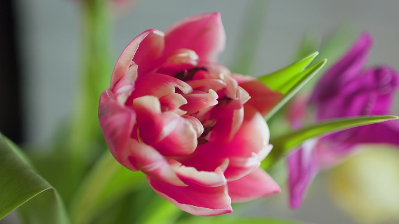 Close-up satu tulip merah muda dengan daun hijau dengan latar belakang taman yang buram lembut, diterangi oleh cahaya matahari alami yang lembut