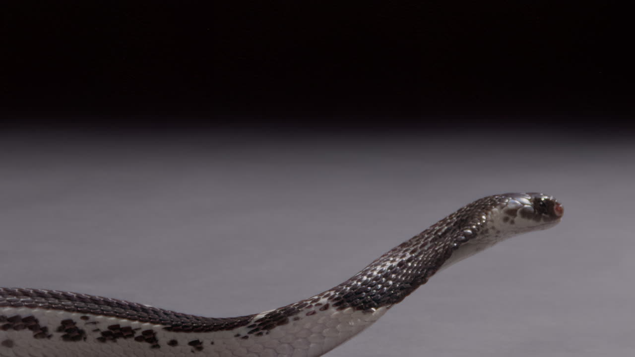el cobra que ataca el escupido es un documental de naturaleza en cámara lenta.
