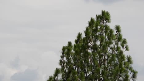 Kiefernsilhouette,-Die-Sich-Nach-Einem-Gewitter-Im-Wind-Wiegt-Und-Bewegt,-Mit-Herumfliegenden-Vögeln-Und-Wolken-Im-Hintergrund