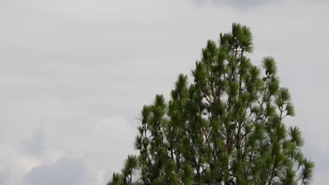 silueta de pino balanceándose y moviéndose en el viento después de una tormenta con pájaros volando y nubes en el fondo