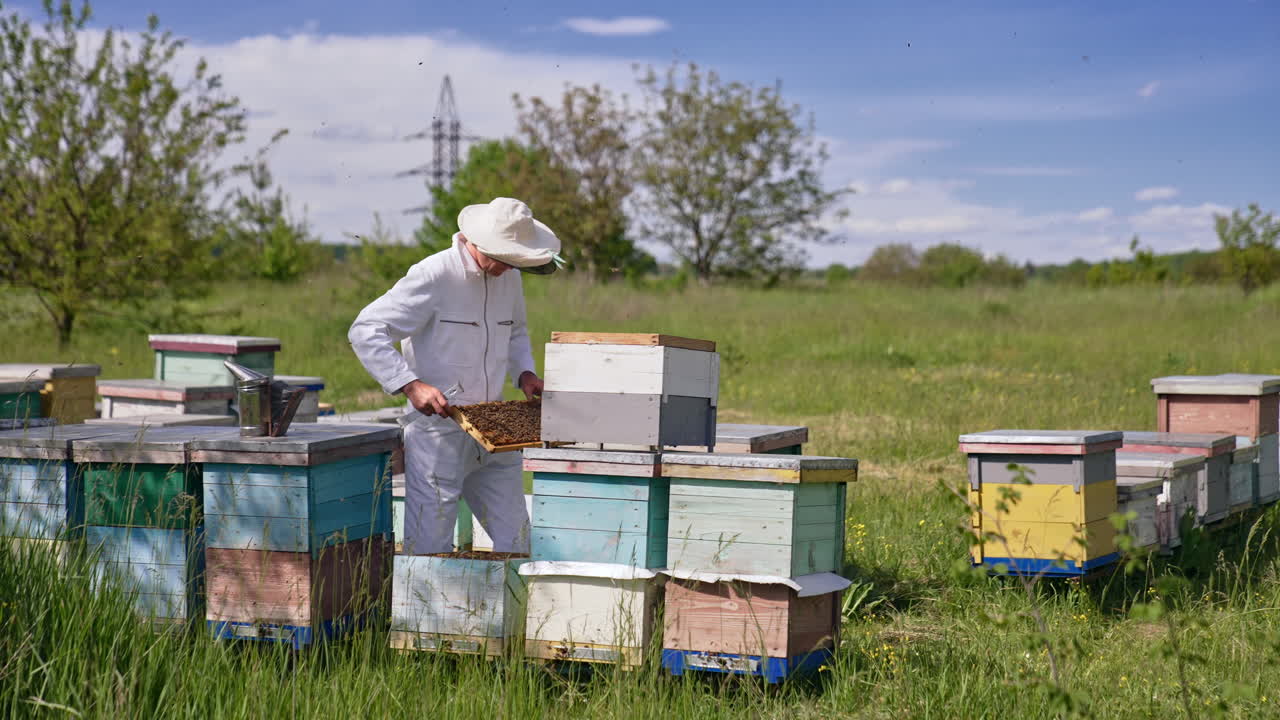 Male beekeeper checking his bee hives at the little farm. Man holds a frame and looks at it attentively.